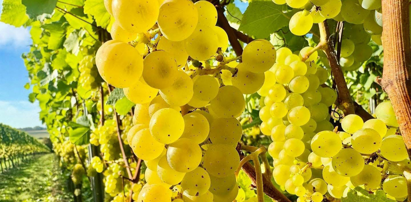THORRINGTON-MILLVINEYARD