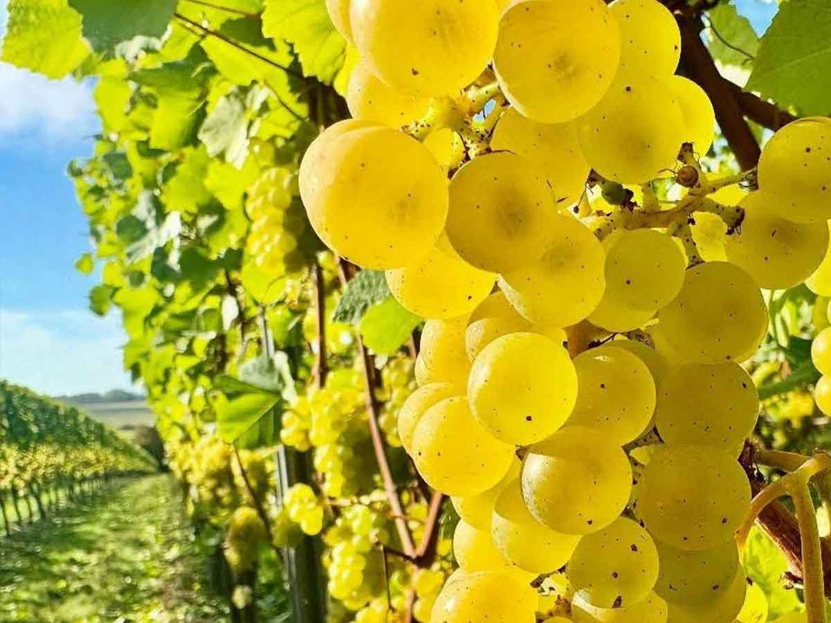 Thorrington Mill Vineyard Paul Hailes Design web and digital services